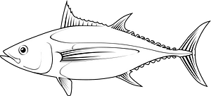 Atlantic bonito (Sarda sarda)