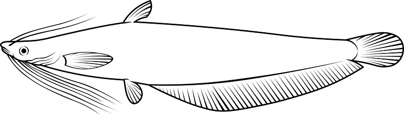 Asian stinging catfish (Heteropneustes fossilis)