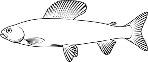 Arctic Grayling (Thymallus arcticus)
