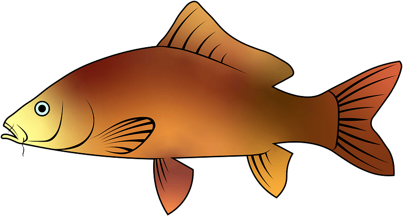 Amur carp (Cyprinus rubrofuscus)