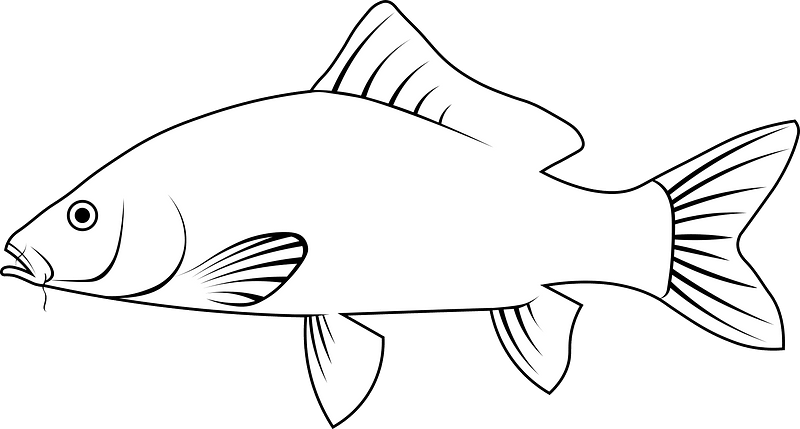 Amur carp (Cyprinus rubrofuscus)