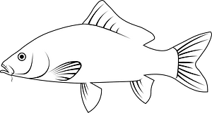Amur carp (Cyprinus rubrofuscus)
