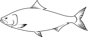 American Shad (Alosa Sapidissima)