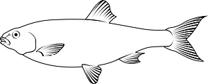 American gizzard shad (Dorosoma cepedianum)