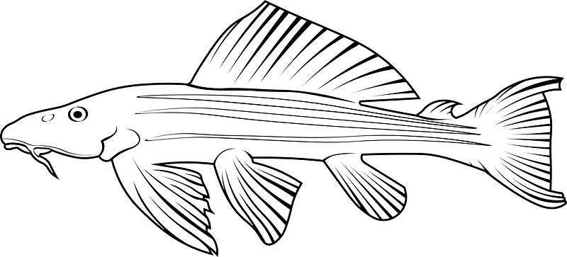 Amazon sailfin catfish (Pterygoplichthys pardalis)