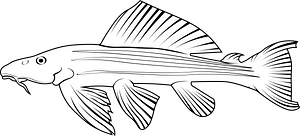 Amazon sailfin catfish (Pterygoplichthys pardalis)