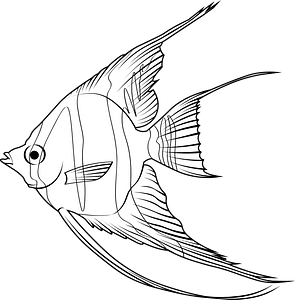 Altum angelfish (Pterophyllum altum)