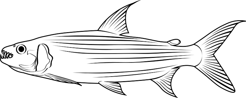 African tigerfish (Hydrocynus vittatus) - Free vector clipart images on ...