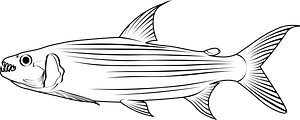 African tigerfish (Hydrocynus vittatus)