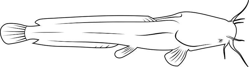 African sharptooth catfish (Clarias gariepinus)