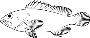 Acadian redfish (Sebastes fasciatus)