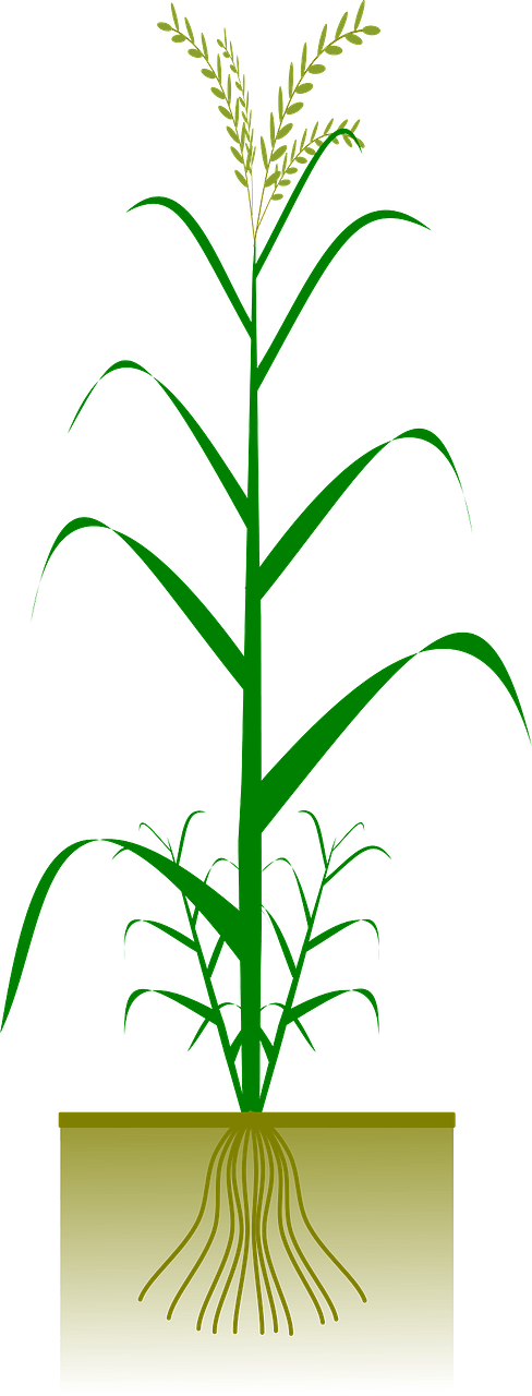 Cereal plant