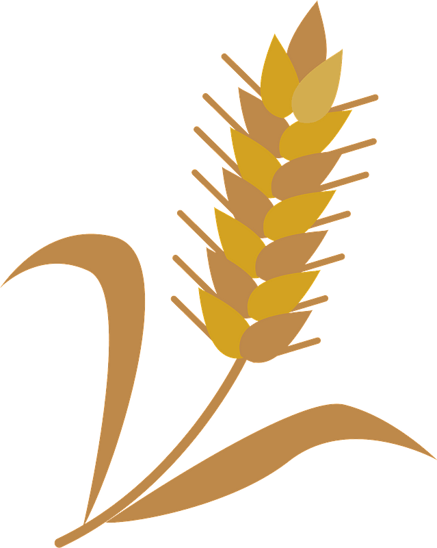 Wheat cereal grain