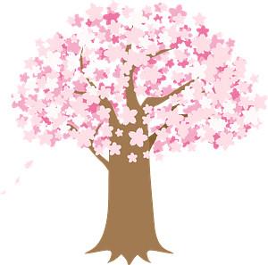 Cherry blossoms tree