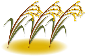 Ear of rice