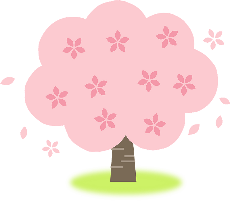 Cherry blossoms tree