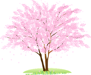 Cherry blossoms tree