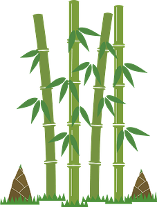 Bamboo shoot