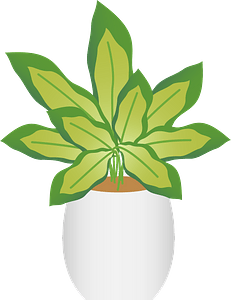 Dieffenbachia or dumb cane in a white pot