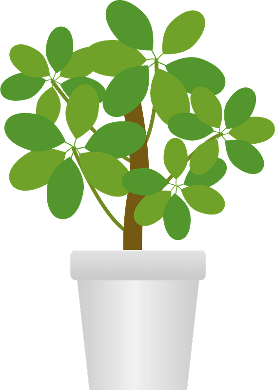 Dwarf umbrella tree in a white pot