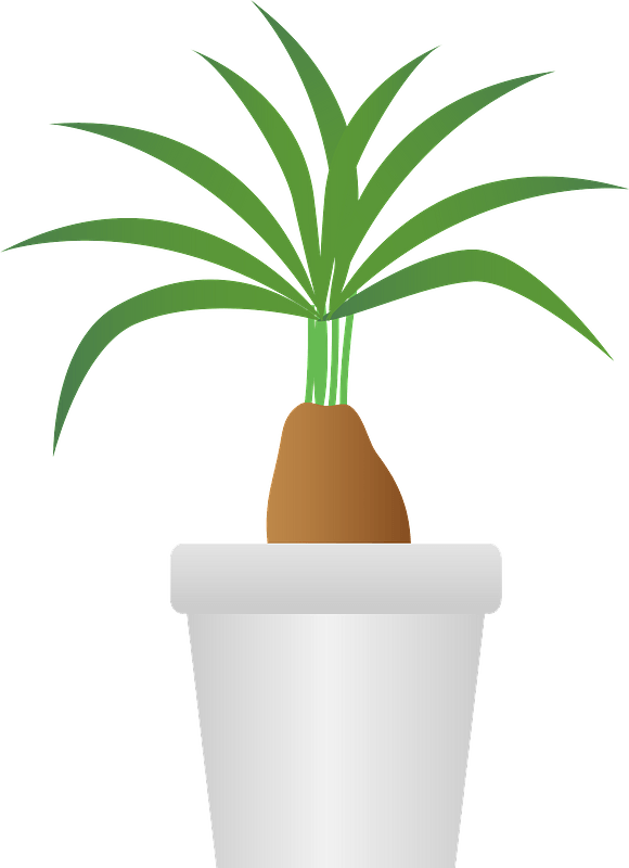 Elephants foot ponytail palm