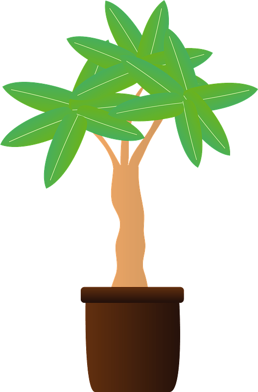 Pachira tropical tree
