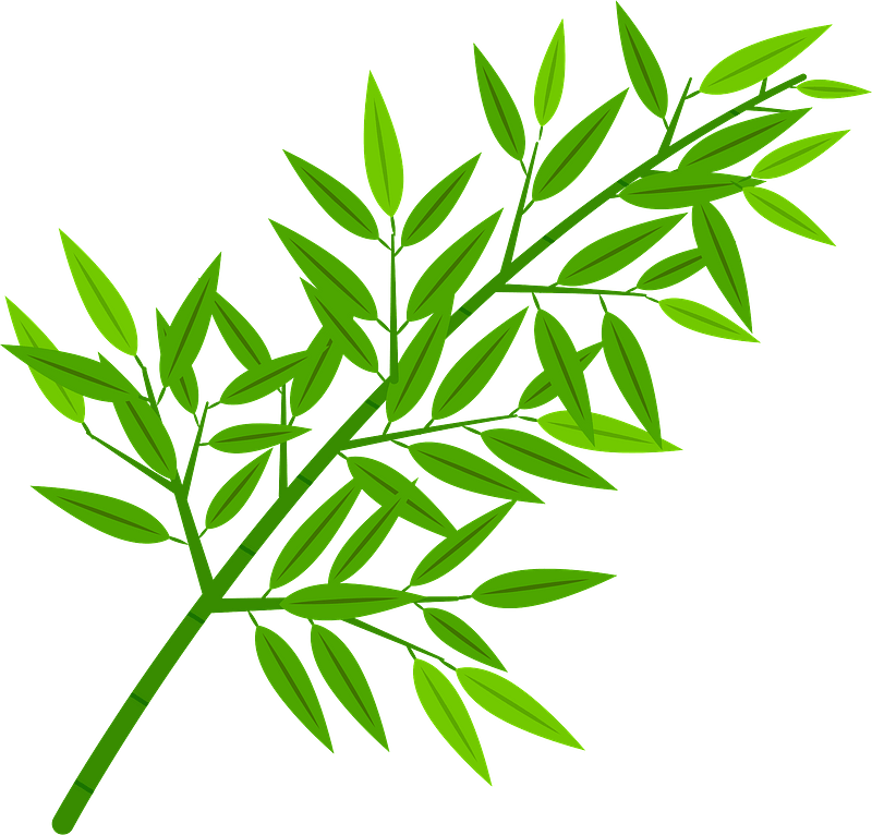 Sasa broad leaf bamboo