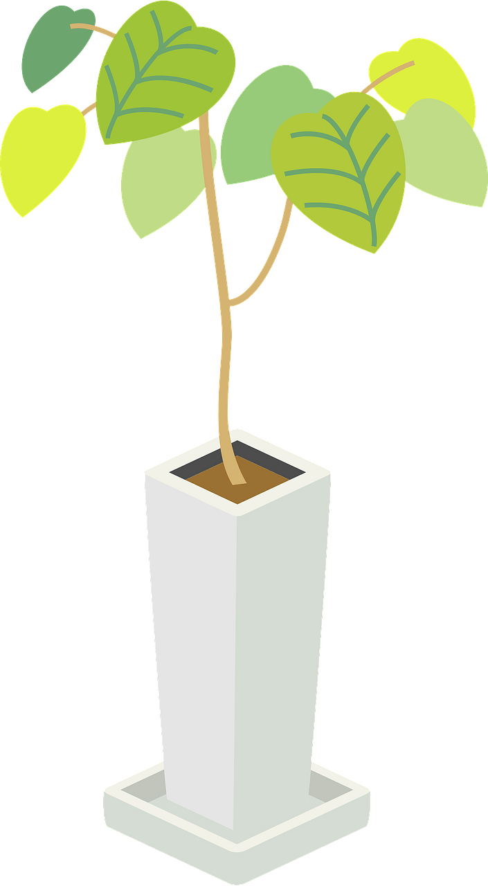Umbellata houseplant