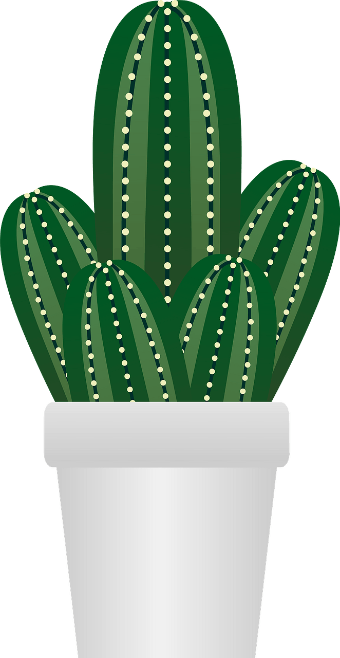 仙人掌植物