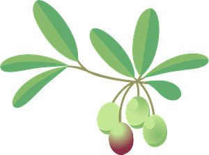 Olive plant