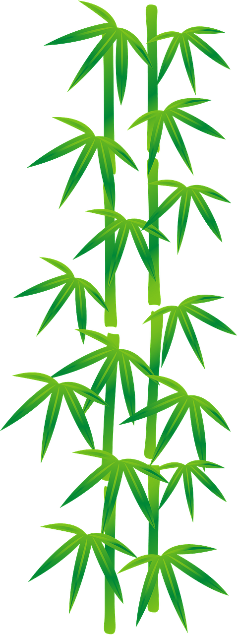 Broad leaf bamboo