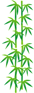 Broad leaf bamboo