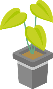 Epipremnum aureum houseplant - Devil's Ivy