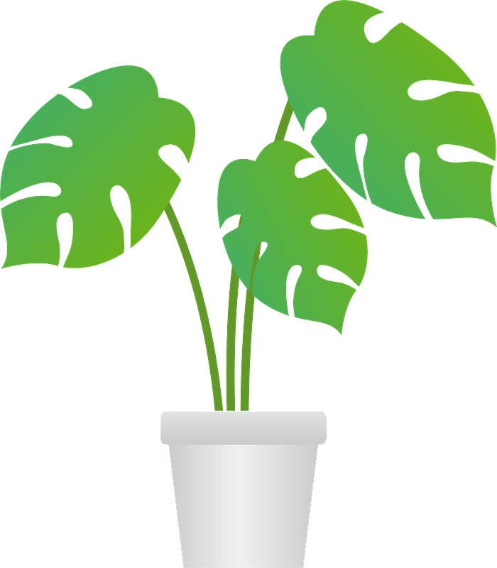 Monstera houseplant