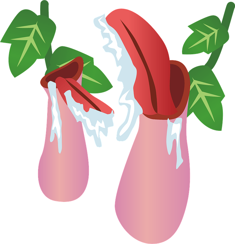 Nepenthes rafflesiana - pitcher plant
