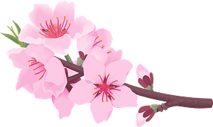 Peach blossoms