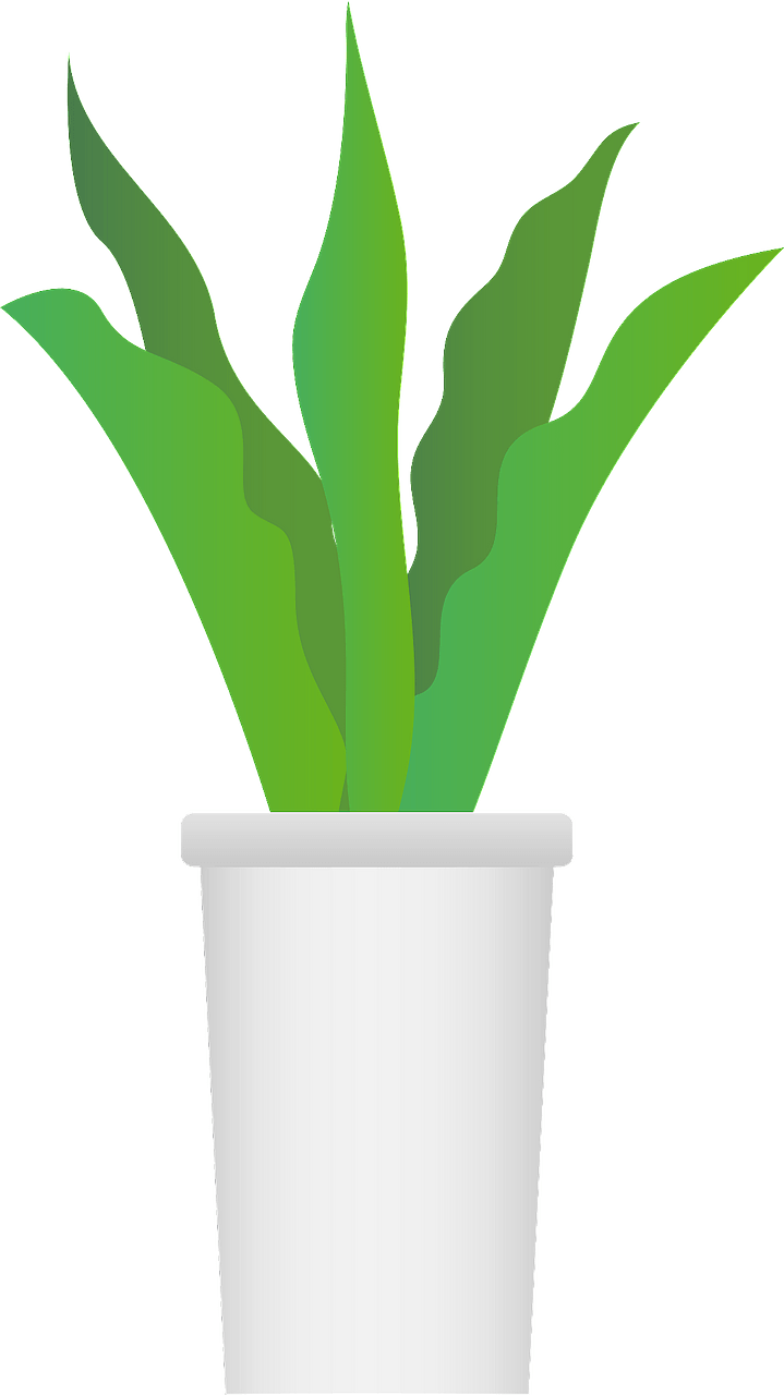 Snake plant