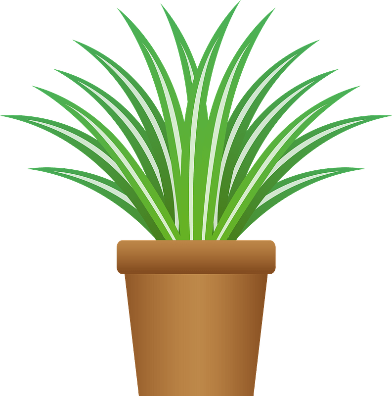 Chlorophytum comosum - Spider plant - Free vector clipart images on ...