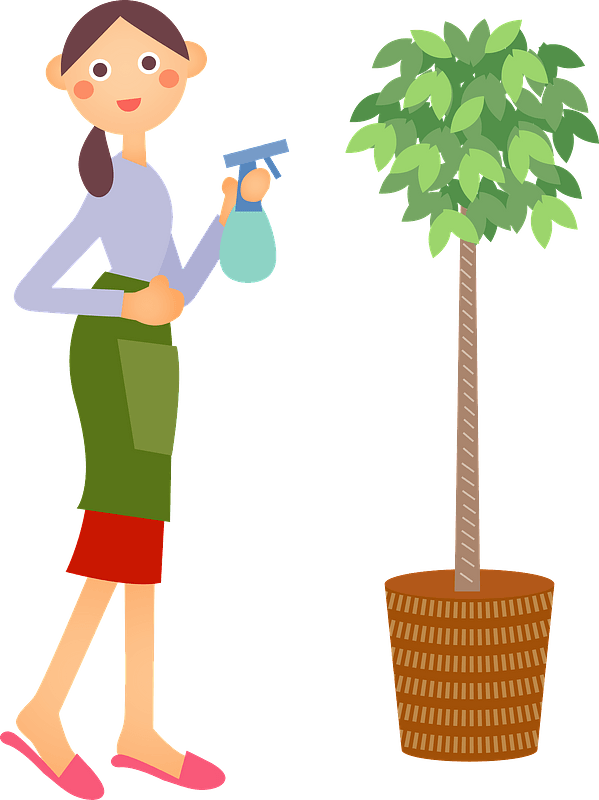 Woman is spraying house plant