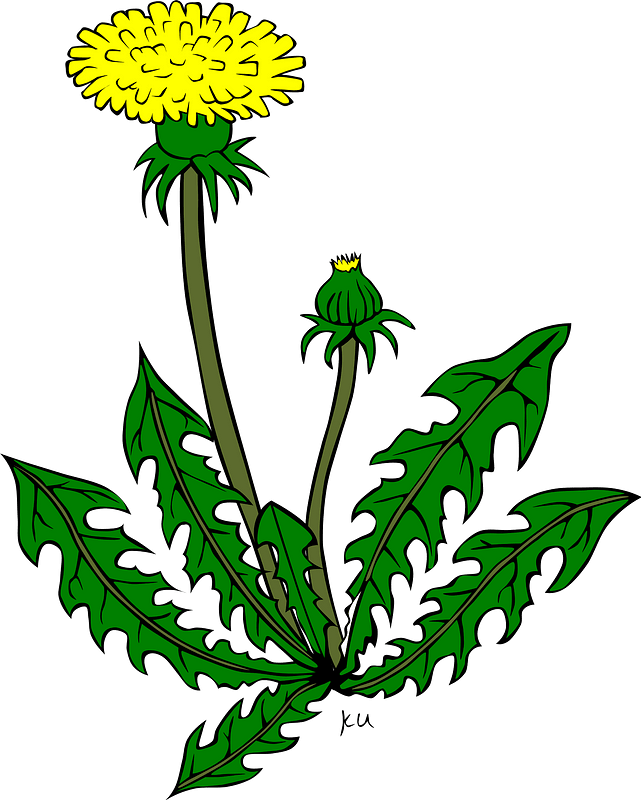 Dandelion on the Stem