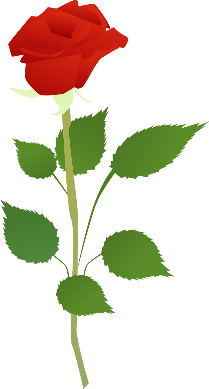 Red Rose on the Stem