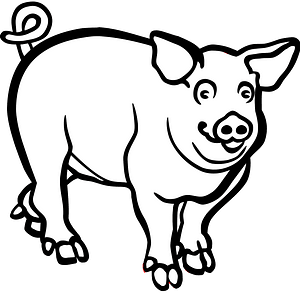 Pig - black and white