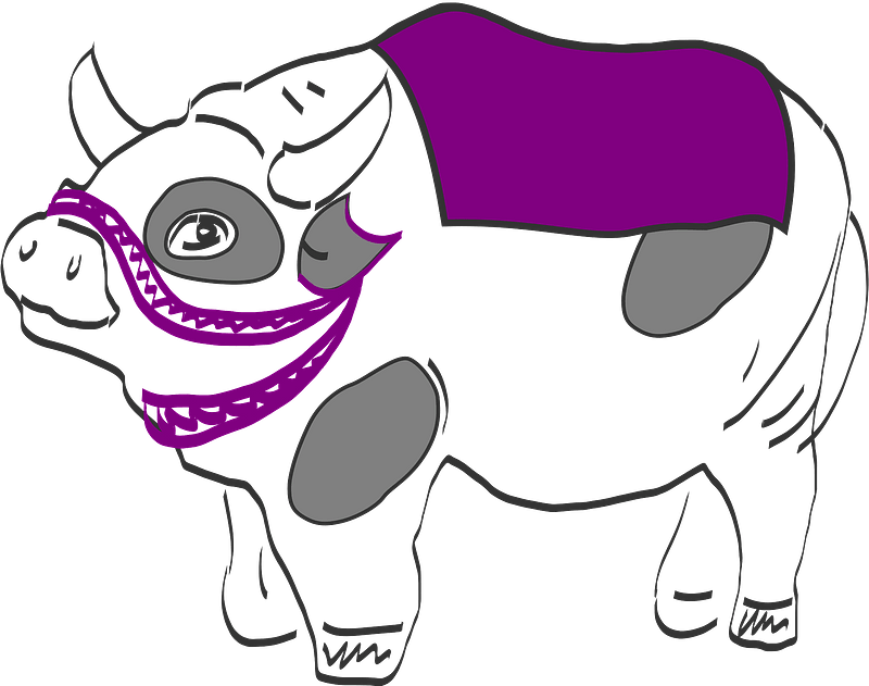 Cow in purple saddle