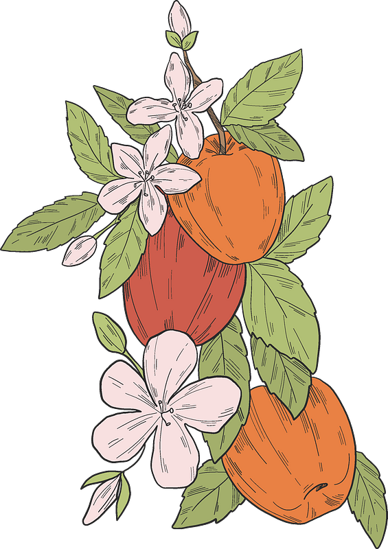 Apples on a branch