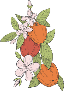 Apples on a branch