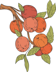 Red apples on a branch