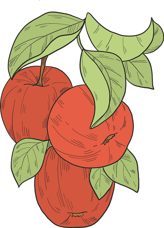 Red apples on a branch