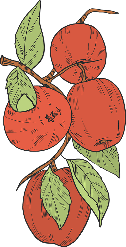 Red apples on a branch