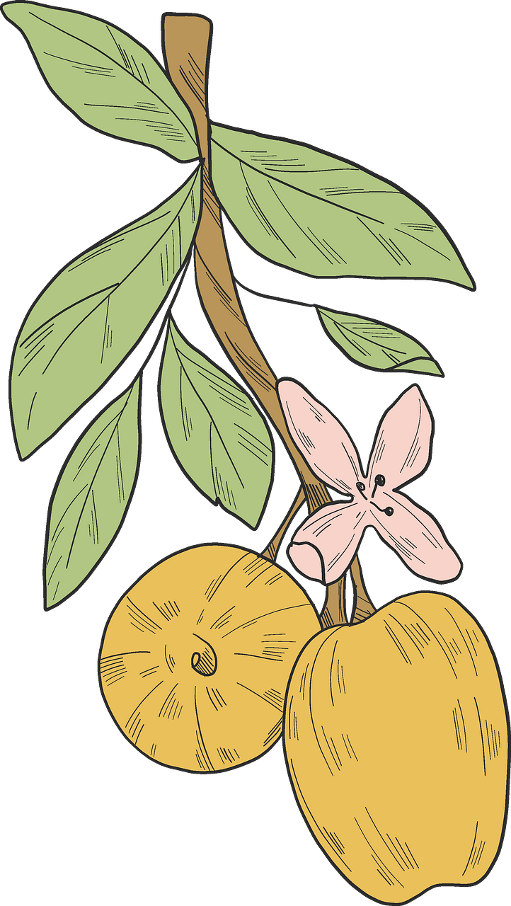 Yellow apples on a branch