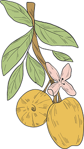 Yellow apples on a branch